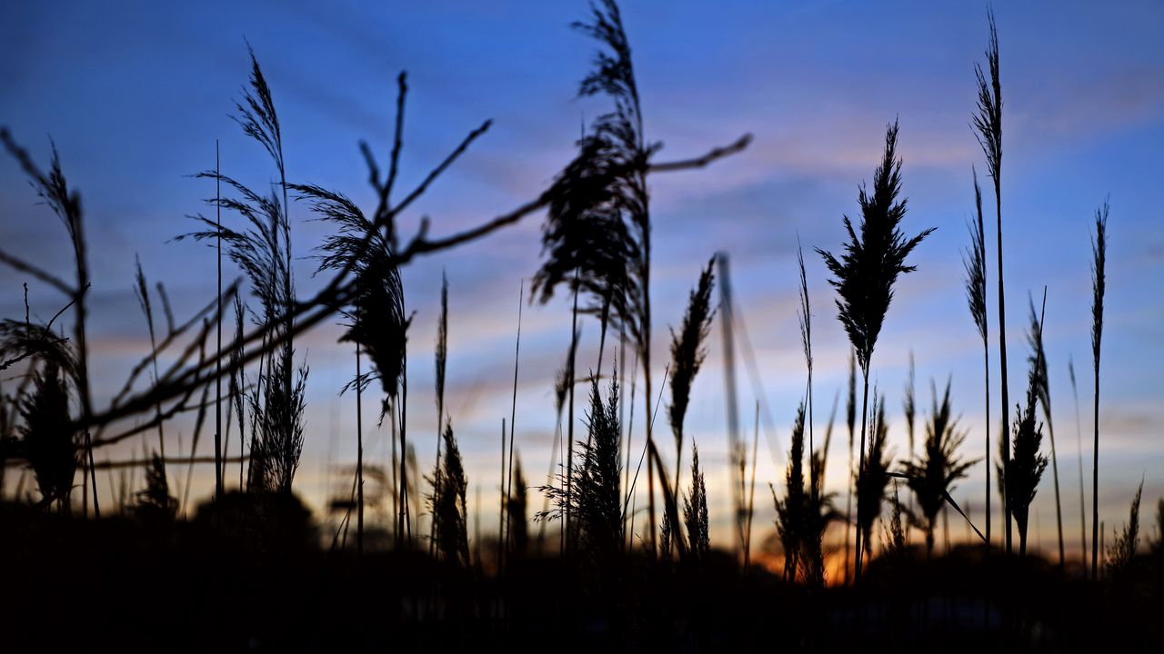 Wallpaper reeds, plants, dark