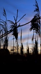 Preview wallpaper reeds, plants, dark