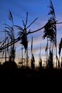 Preview wallpaper reeds, plants, dark