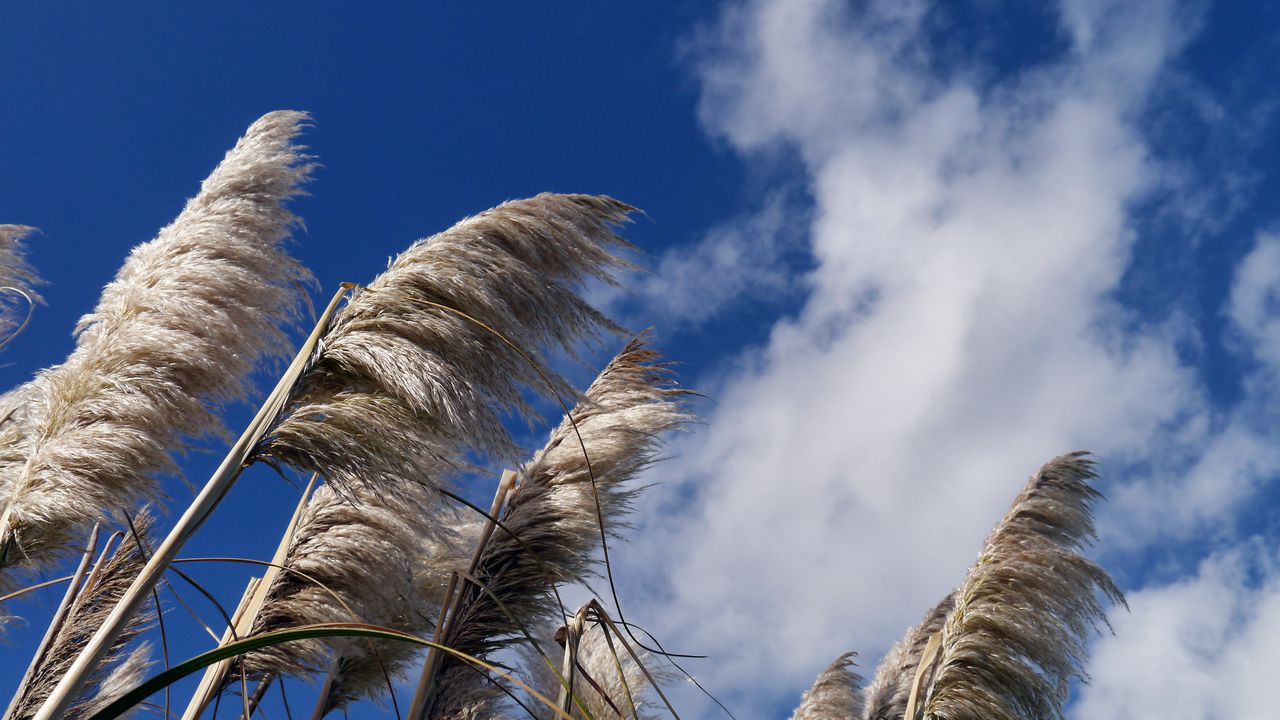 Wallpaper reeds, plants, dry, sky, clouds