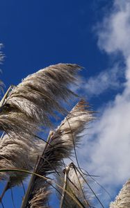 Preview wallpaper reeds, plants, dry, sky, clouds