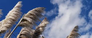 Preview wallpaper reeds, plants, dry, sky, clouds