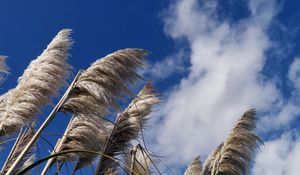 Preview wallpaper reeds, plants, dry, sky, clouds