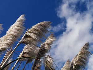 Preview wallpaper reeds, plants, dry, sky, clouds