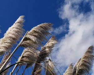 Preview wallpaper reeds, plants, dry, sky, clouds