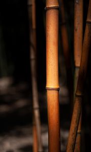 Preview wallpaper reeds, stems, blur, macro