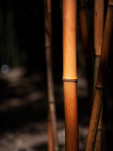 Preview wallpaper reeds, stems, blur, macro