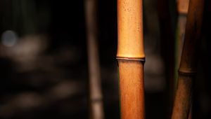 Preview wallpaper reeds, stems, blur, macro