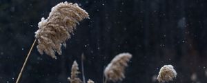 Preview wallpaper reeds, stems, snow, lake, nature