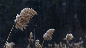 Preview wallpaper reeds, stems, snow, lake, nature