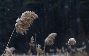 Preview wallpaper reeds, stems, snow, lake, nature