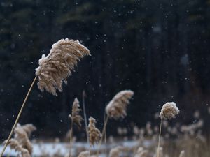 Preview wallpaper reeds, stems, snow, lake, nature