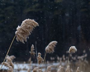 Preview wallpaper reeds, stems, snow, lake, nature