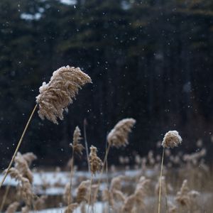 Preview wallpaper reeds, stems, snow, lake, nature