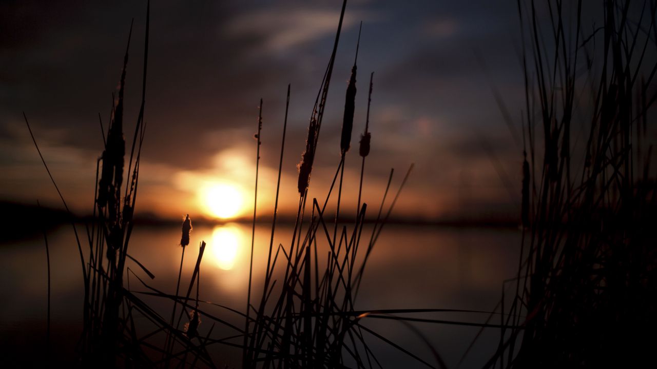 Wallpaper reeds, sunset, swamp