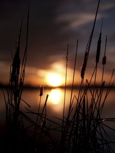 Preview wallpaper reeds, sunset, swamp