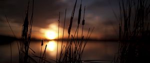 Preview wallpaper reeds, sunset, swamp