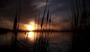 Preview wallpaper reeds, sunset, swamp