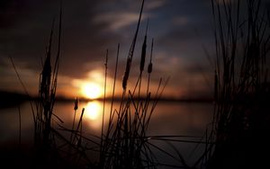 Preview wallpaper reeds, sunset, swamp