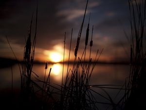 Preview wallpaper reeds, sunset, swamp