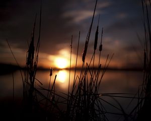 Preview wallpaper reeds, sunset, swamp