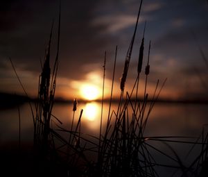 Preview wallpaper reeds, sunset, swamp