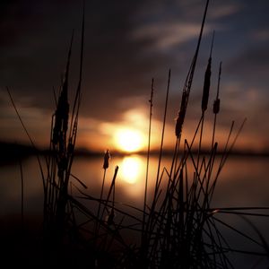 Preview wallpaper reeds, sunset, swamp