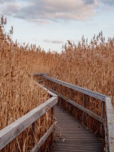 Preview wallpaper reeds, walkway, wooden, nature, autumn