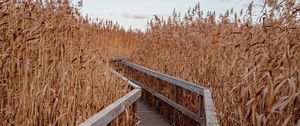 Preview wallpaper reeds, walkway, wooden, nature, autumn