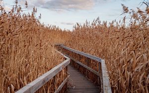Preview wallpaper reeds, walkway, wooden, nature, autumn