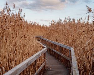 Preview wallpaper reeds, walkway, wooden, nature, autumn