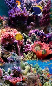 Preview wallpaper reef, coral, fish