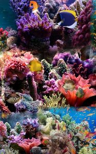 Preview wallpaper reef, coral, fish