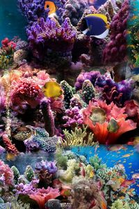 Preview wallpaper reef, coral, fish