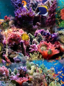 Preview wallpaper reef, coral, fish