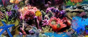 Preview wallpaper reef, coral, fish