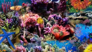 Preview wallpaper reef, coral, fish