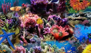 Preview wallpaper reef, coral, fish