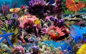 Preview wallpaper reef, coral, fish