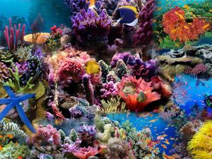 Preview wallpaper reef, coral, fish