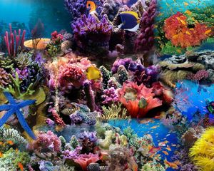 Preview wallpaper reef, coral, fish