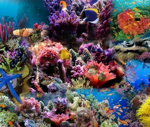 Preview wallpaper reef, coral, fish