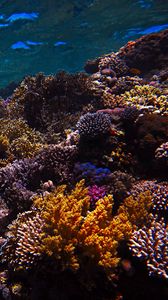 Preview wallpaper reef, coral, sea, underwater, water