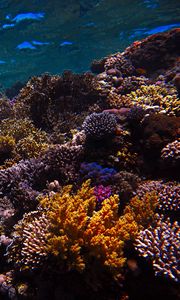 Preview wallpaper reef, coral, sea, underwater, water