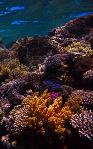 Preview wallpaper reef, coral, sea, underwater, water