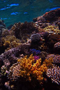 Preview wallpaper reef, coral, sea, underwater, water