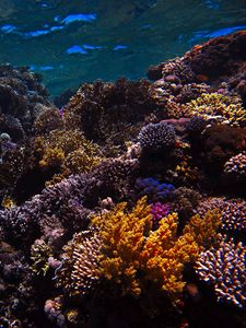 Preview wallpaper reef, coral, sea, underwater, water