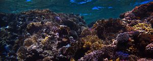 Preview wallpaper reef, coral, sea, underwater, water