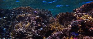 Preview wallpaper reef, coral, sea, underwater, water