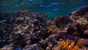 Preview wallpaper reef, coral, sea, underwater, water